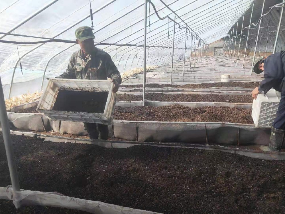 沧州青县天地园香菇种植合作社处理菌糠的方案